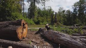 Professional Tree Care in Spencerport, NY