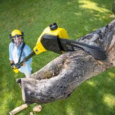How Our Tree Care Process Works  in  Spencerport, NY
