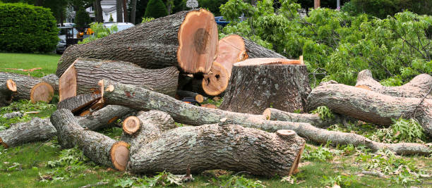 Best Tree and Shrub Care  in Spencerport, NY