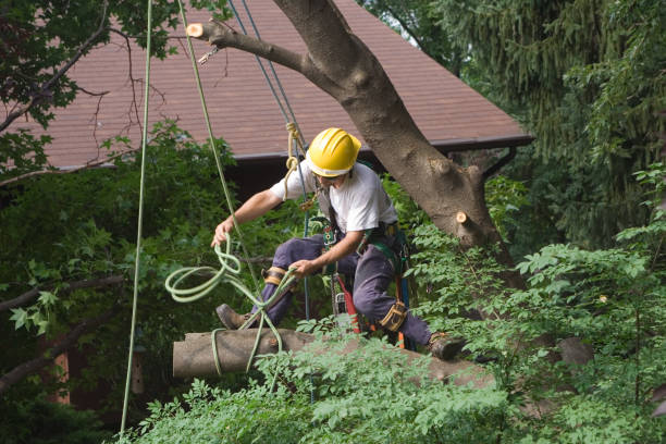 Landscape Design and Installation in Spencerport, NY