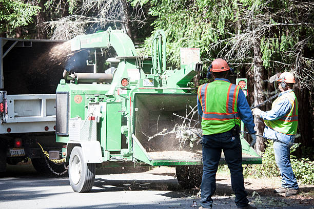 Best Fruit Tree Pruning  in Spencerport, NY